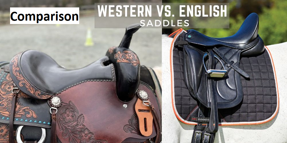English Saddle Vs Western Saddle side-by-side comparison showing seat, stirrups, and horn differences