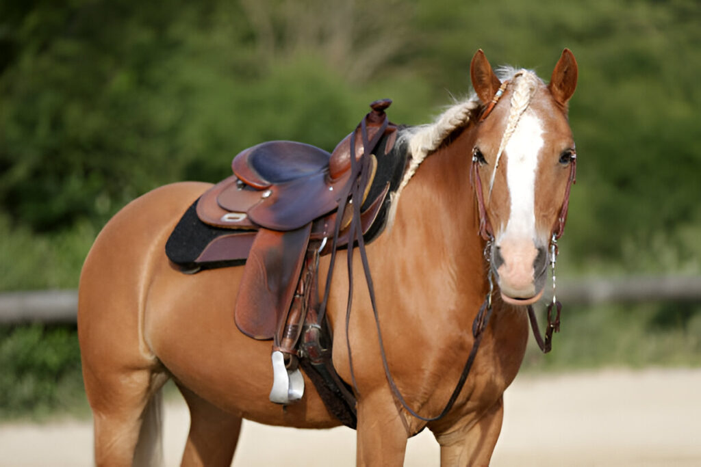 Classic leather Australian saddle with prominent poleys and deep seat, ready for riding