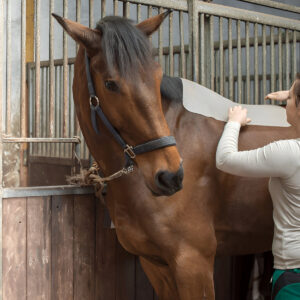 Gel saddle pad being placed under a saddle